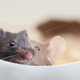 Illustration for article titled US Scientists Demand Removal of Restrictions on Animal Chimera Research
